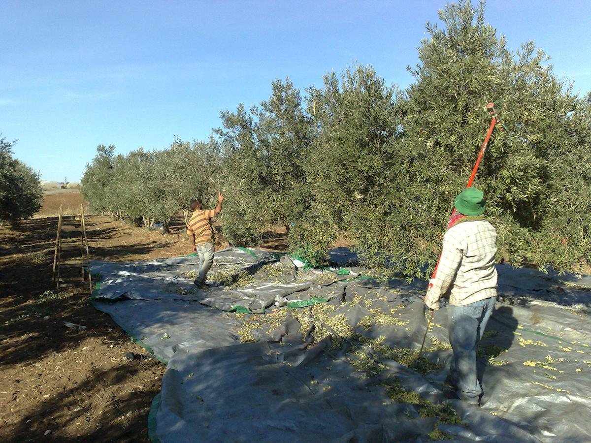 Вілла Peace Tent Kfar Rut Екстер'єр фото